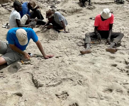 Excavating the new trackway site, with footprints from hominins, birds and other animals visible in foreground.