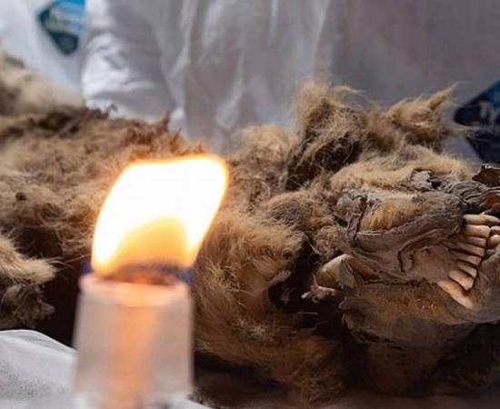 Close up of the 44,000-year-old wolf from Siberia. 