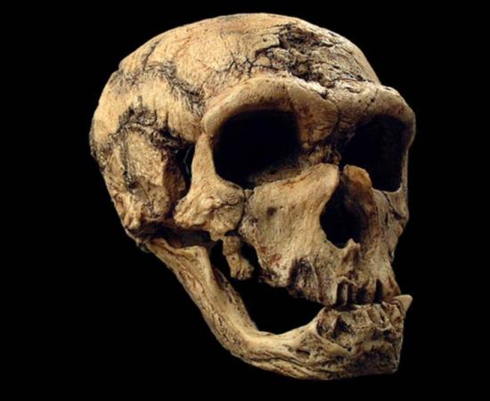 50,000-year-old Skull