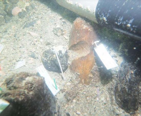 Carved stake found at Manasota Key Offshore archaeological site in the Gulf of Mexico, near Venice, USA. 