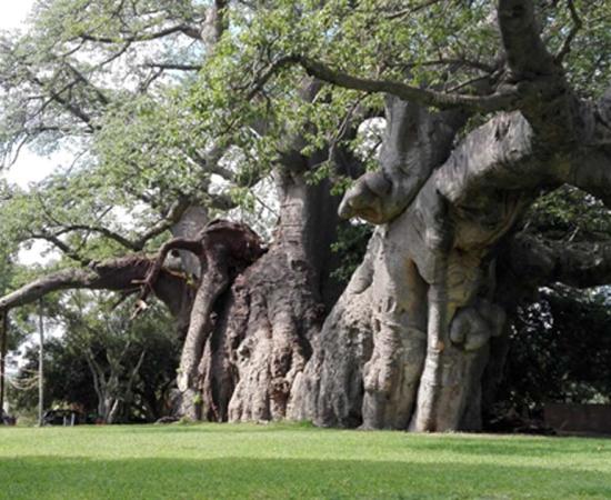 Giant Boabab Tree