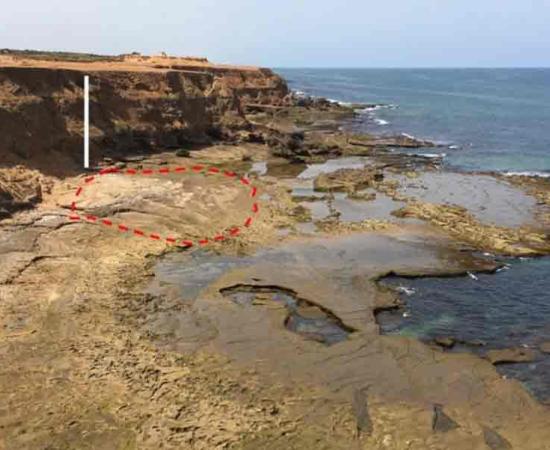 Panoramic photograph of the rocky shore platform on the Larache area coast of Morocco where the 90000-year-old footprints were found. The area delimited by the dotted red line corresponds to the footprint discovery zone. Source: M. Sedrati, et al/Nature