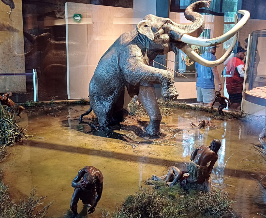 A museum reconstruction depicts Paleoindian hunters surrounding a Columbian mammoth during the Late Ice Age. Archaeological discoveries across North America suggest mammoths provided meat, fat, hides, ivory, and bone, making them among the most valuable resources for some of the continent's earliest hunter-gatherers