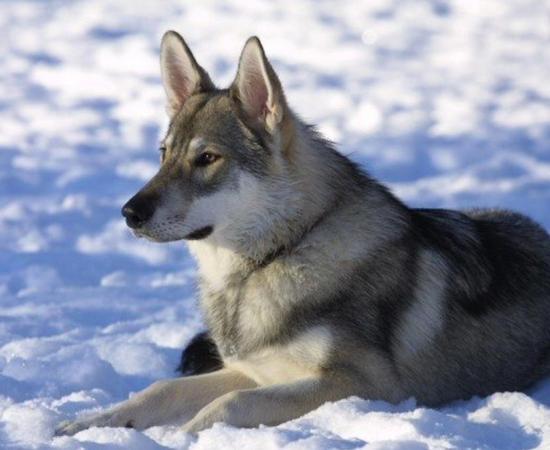 A Tamaskan dog. Tamaskan have wolf-like appearances.