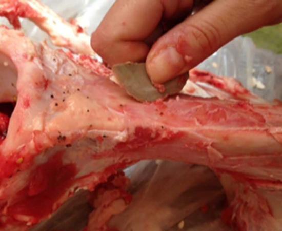 The removal of meat from a bone using a replica of the Revadim tiny flake tool. Source: Professor Ran Barkai, Tel Aviv University