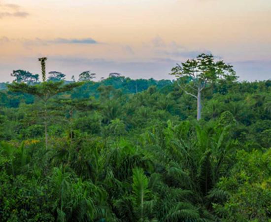West African rain forest during amazing sunset, Liberia, West Africa