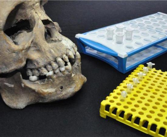The skull of one of the individuals studied, in which the dental modifications are apparent, and the tubes used for isotope and genetic tests, both of which were carried out as part of our study.       Source: Collection of San José de los Naturales, Osteology Laboratory, (ENAH), Mexico City, Mexico. Photo: R. Barquera & N. Bernal.