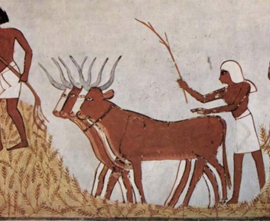 Egyptians with domesticated cattle and corn circa 1422-1411 BC