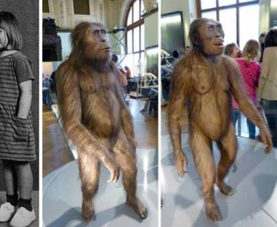 Left; The reconstructed skeleton of Lucy, found in Hadar, Ethiopia, in 1974, and Grace Latimer, then age 4, daughter of a research team member. Right; Reconstruction of a male (left) and female (right) A. afarensis at the Natural History Museum, Vienna. Right, Lucy skeleton, Cleveland Natural History Museum. Source: CC BY 2.0 /CC BY-SA 4.0/CC BY-SA 4.0/CC BY SA 2.0
