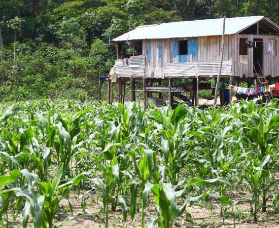 Example of a small farm on a river island in the Amazon in Brazil. 10,000 years ago people made forest islands by domesticating plants in the Amazon. Source: Silvio /Adobe Stock
