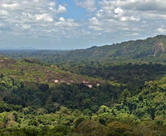 Amazon jungle from above. 