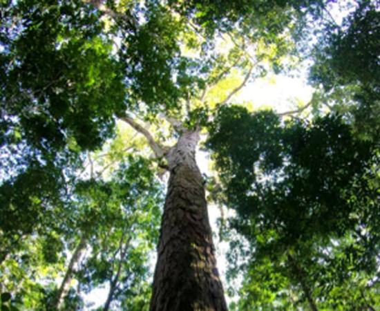 The Amazon’s new record-breaking tree. Source: Tobias Jackson