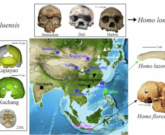 New organization of hominin fossils from eastern Asia after discovery of new species.	