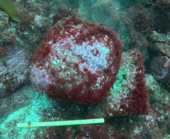 A stone with a groove, thought to be the oldest anchor found.