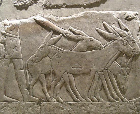 Ancient Canaanites Imported Animals from Egypt to be Sacrificed