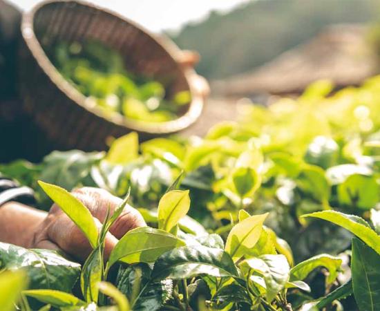 Harvesting tea leaves, China. Source:  Anatta_Tan / Adobe Stock.