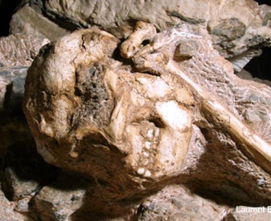 Ancient Hominid Fossil in South Africa