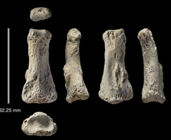 Fossil finger bone of Homo sapiens from the Al Wusta site, Saudi Arabia. 