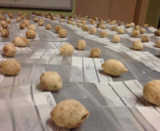 Some of the lead sling bullets from Burnswark that the ancient Romans used against the people of Scotland; some of the bullets had holes cut into them to cause a terrifying noise.