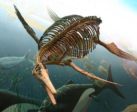 An Ichthyosaur fossilized skeleton at the Smithsonian National Museum of Natural History.