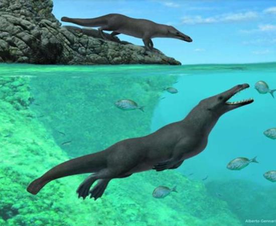 What Peregocetus, the legged ancient whale might have looked like. 