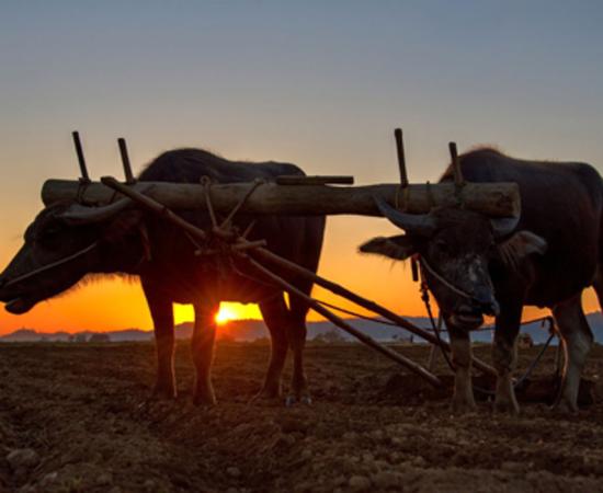 Plowing with an ox team