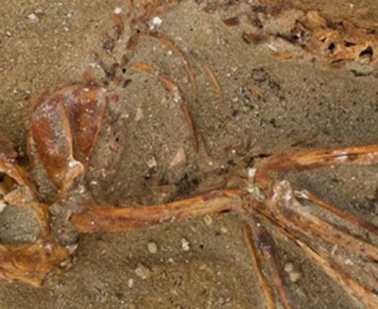 Ancient pet cemetery and ship hull uncovered at Red Sea port