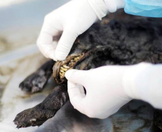 The carcass is preserved really very well. And one of the most important things is that the brain is preserved.