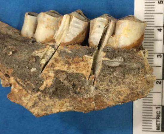 Ancient Hunters Strategically Targeted Reindeer-rich Territory