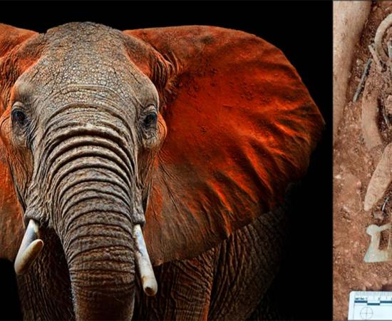 Anglo-Saxon ivory rings were sourced from African elephants. Source: kyslynskyy / Adobe Stock 