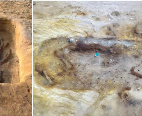  Harnessed horse buried alongside two people in a “princely” Anglo-Saxon grave at Sizewell C. 