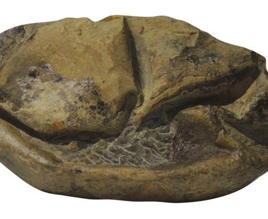 A side view of the Antarctica fossil of the giant egg. Source: Legendre et al. 2020 / University of Texas