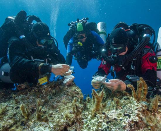 Antikythera team members Nikolas Giannoulakis, Theotokis Theodoulou, and Brendan Foley inspect small finds from the Shipwreck while decompressing after a dive to 50 m (165 feet). 