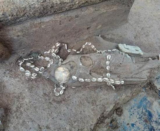 Horse buried with the dead, and decorations of shell strings at Anyang.  Source: Anyang Institute of Cultural Relics and Archaeology)