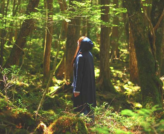 Aokigahara Forest, a.k.a. Suicide Forest, in Japan. Source: Satoshi881 / Adobe Stock