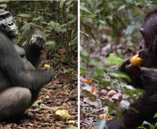 Scrumping of fruit by left; a gorilla, and right; a chimpanzee.