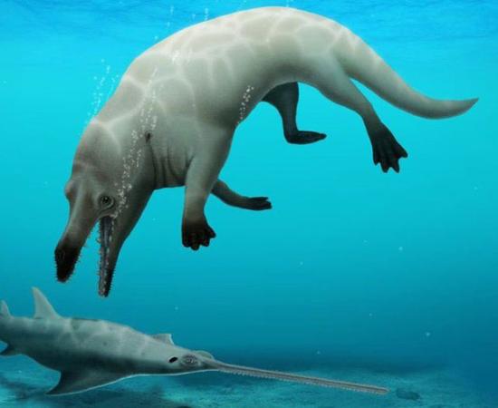 The Anubis four-legged whale as depicted by palaeontologist Robert W. Boessenecker, a professor at the College of Charleston, Charleston, South Carolina, USA.		Source: Robert W. Boessenecker / College of Charleston