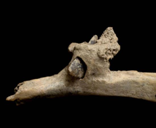 Flint arrowhead embedded in human rib bone.