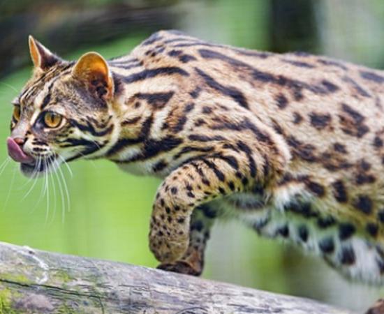 An Asian leopard cat 