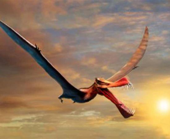 An artist’s impression of the Thapunngaka shawi, the largest Australian pterosaur ever!  