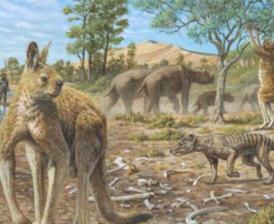 A representation of Zygomaturus with real-life but small Homo sapiens, Mungo National Park. Jane McDonald, Author provided