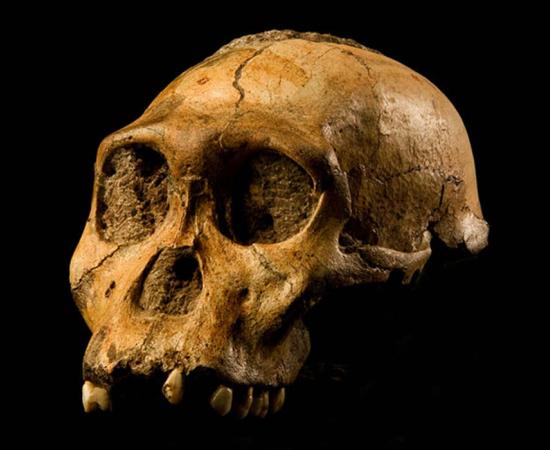 Skull of Malapa hominid 1 (MH1) from South Africa, named "Karabo". The combined fossil remains of this juvenile male is designated as the holotype for Australopithecus sediba.  Source: CC BY-SA 4.0