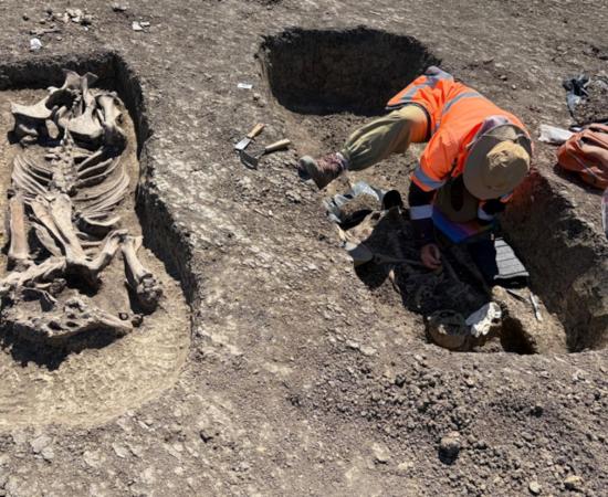 The 1,400-year-old Avar warrior and horse burial unearthed in Timișoara, Romania.  