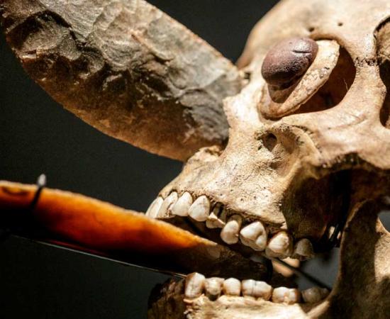 An Aztec skull of a sacrificed captive used as a mask, encrusted in the nose and mouth with obsidian blades. (Dante / Adobe Stock)