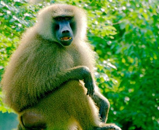 Baboon Sounds May Hold the Key to Understanding the Formation of Human Language