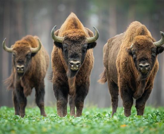 Experts have examined the long-term environmental impact of prolonged warfare and regime change during the Baltic Crusades, revealing clues to a model for rewilding. Pictured: the iconic European bison who were brought back from the brink of extinction through rewilding in Poland.          Source: szczepank / Adobe stock