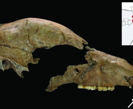 1700-year-old brown bear skull found at Viminacium, with fracture injury.