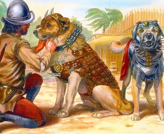 An illustration of Spanish war dogs in battle armor, which must have been similar to Becerrillo of Spanish conquistador fame. (Public domain).