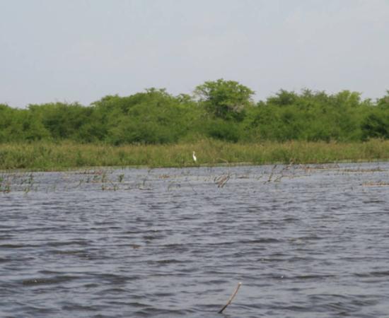 Crooked Tree Wildlife Sanctuary in Belize. 