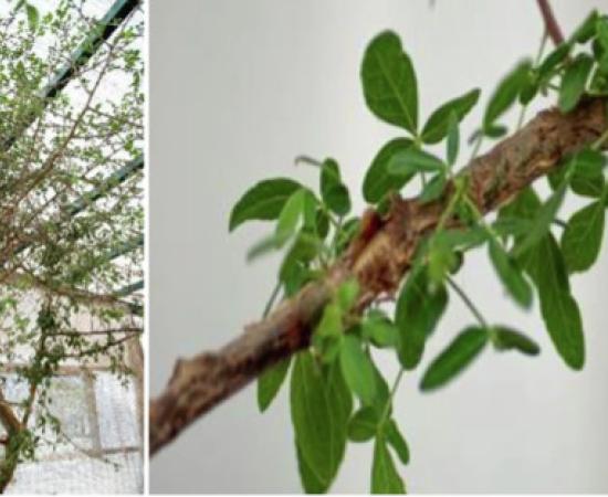 Left; 3-meter-tall tree ‘Sheba’; Right; Close up of the leaves.